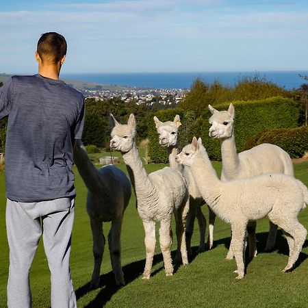 Alpaca Farmstay Dunedin Luaran gambar