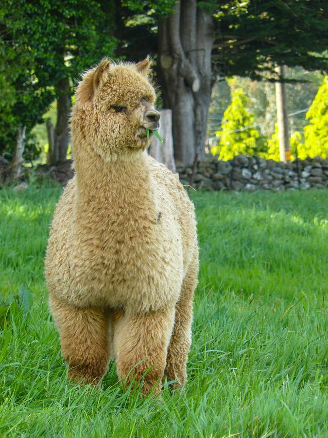 Alpaca Farmstay Dunedin Luaran gambar